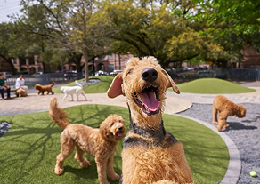 Signs Your Pup Might Be Stressed (and How to Help)