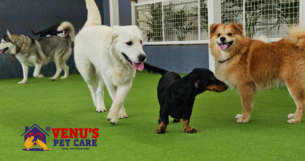 dog boarding bangalore - Playtime Fun