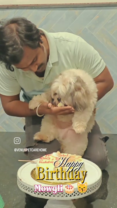 Fluffy dog celebrating with a birthday cake