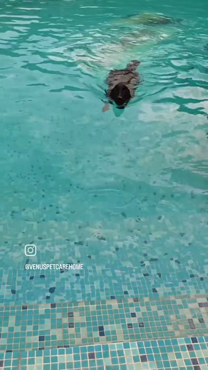 Dog enjoying a swim during its birthday pool party