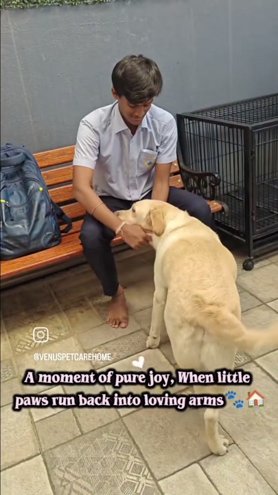 Golden retriever relaxing on a bench beside its caretaker