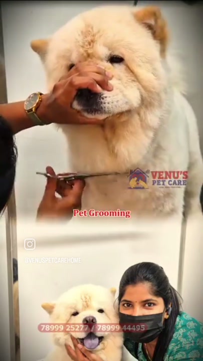 Fluffy dog being brushed by a caretaker