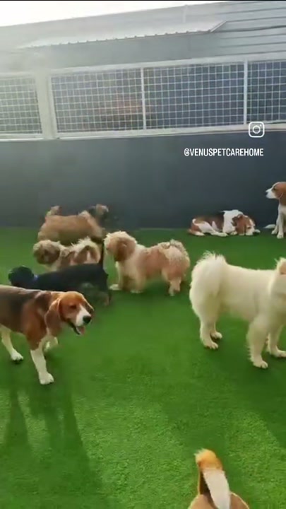 Dogs of different breeds playing together on the lawn