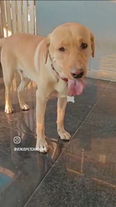 Cheerful labrador at the dog boarding facility