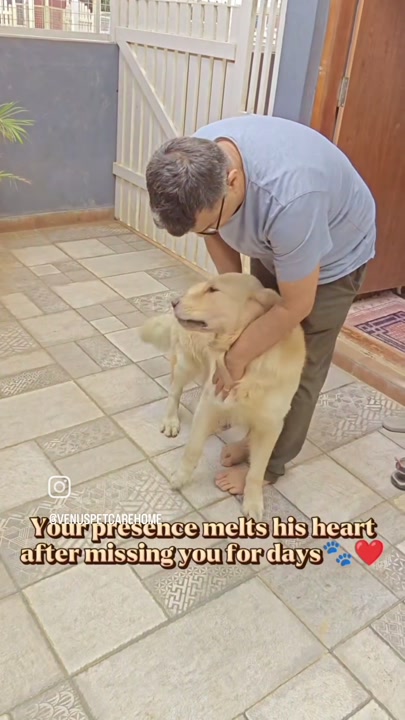 Golden retriever excitedly greeting its caretaker at the boarding facility