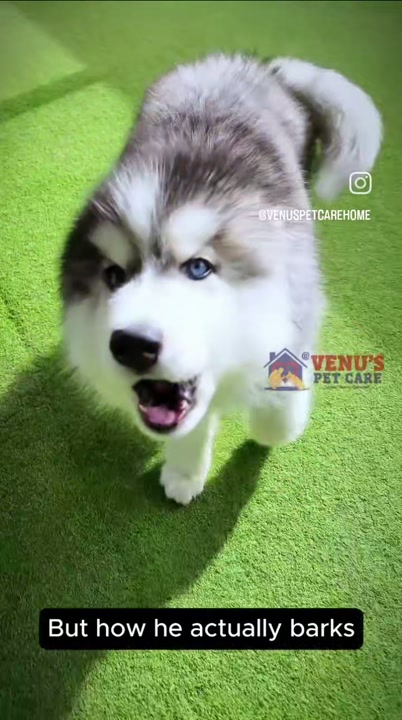 Playful husky puppy at the dog boarding facility
