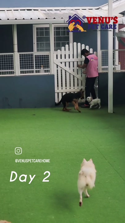 Dogs playing on the turf at the dog boarding facility