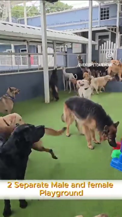 Dogs playing in separate male and female playgrounds