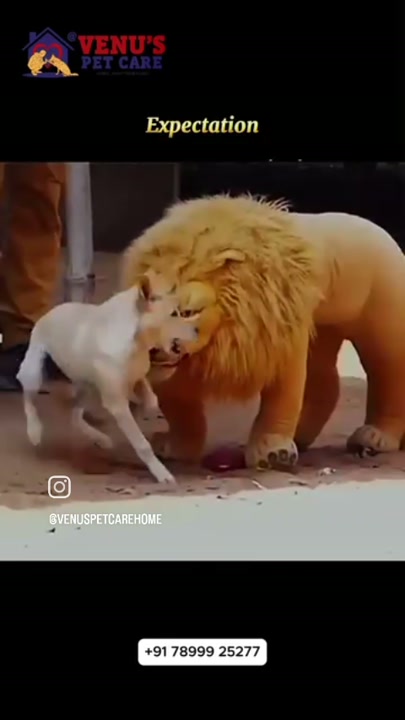 Dog wearing a lion mane costume at the boarding facility