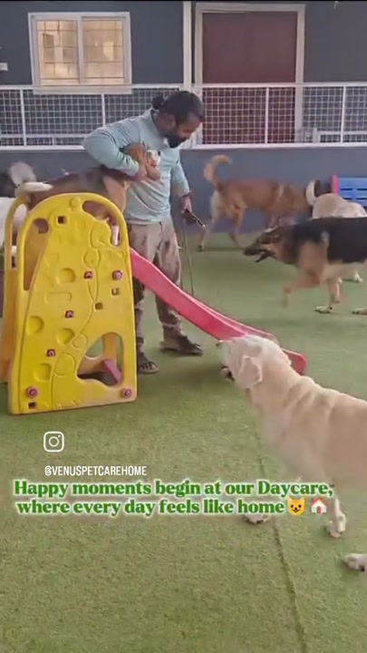Dogs playing on the slide in the boarding playground