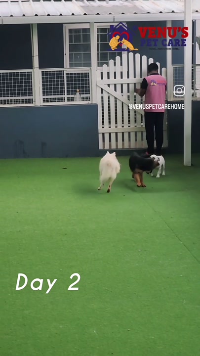 Dog exploring the turf on day two of boarding