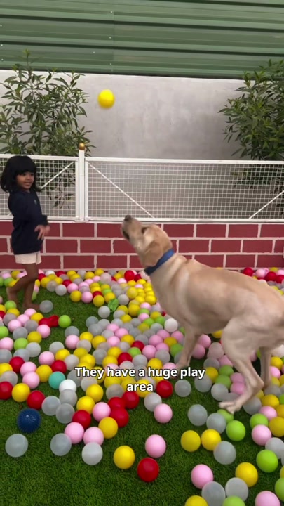 Labrador playing in a colorful ball pit