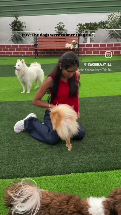 Visitor playing with a white spitz on the turf