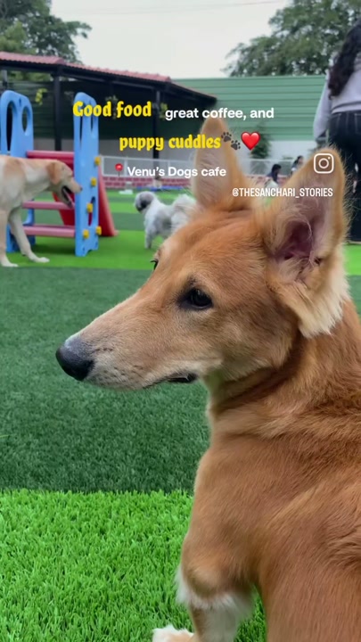 Friendly dog relaxing at the pet cafe