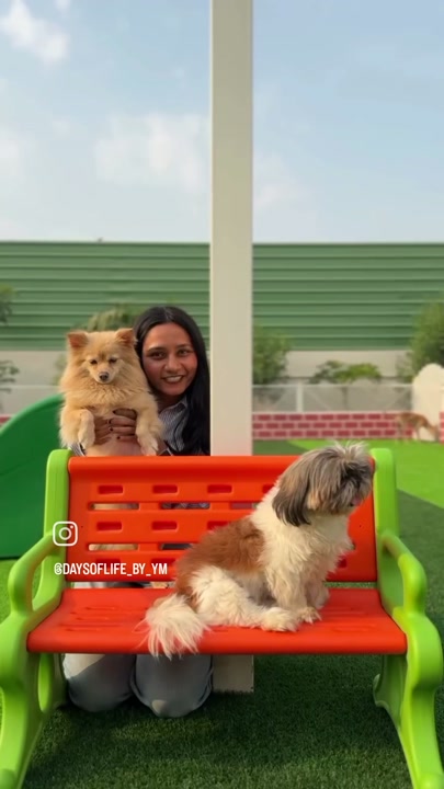 Two dogs sitting on a bench with a happy visitor