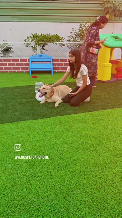 Staff member playing with a dog on the turf