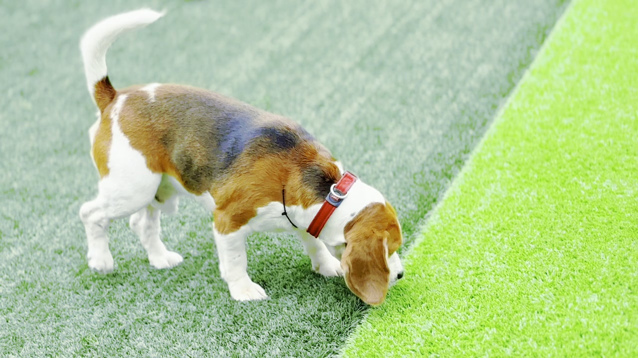Beagle exploring the grounds of the pet cafe