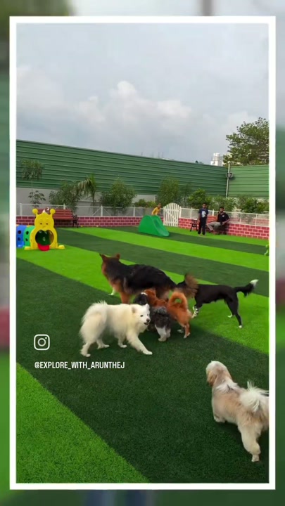 Dogs playing together in the outdoor play zone