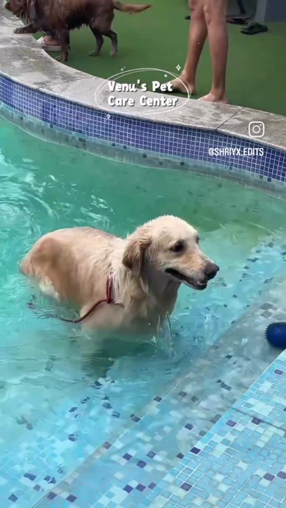 Golden retriever enjoying the splash pool