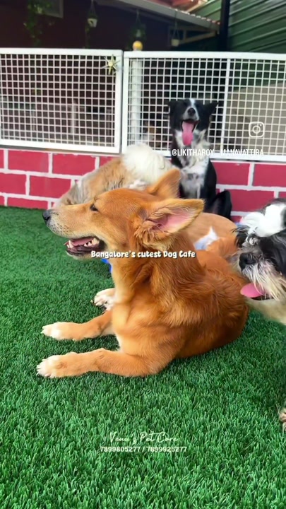 Golden retriever lounging on the turf after treats