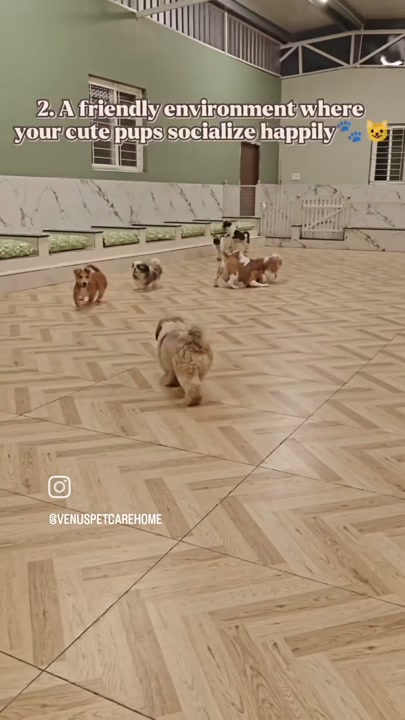 Small puppies exploring the indoor cafe floor