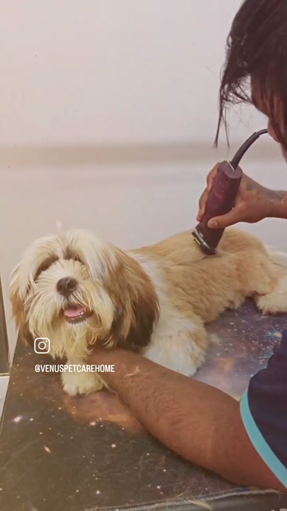Dog getting its coat trimmed by a professional groomer