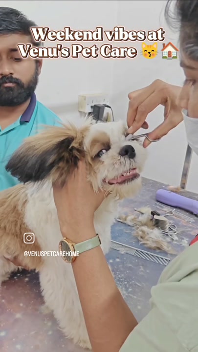 Groomer carefully trimming around a dog's face