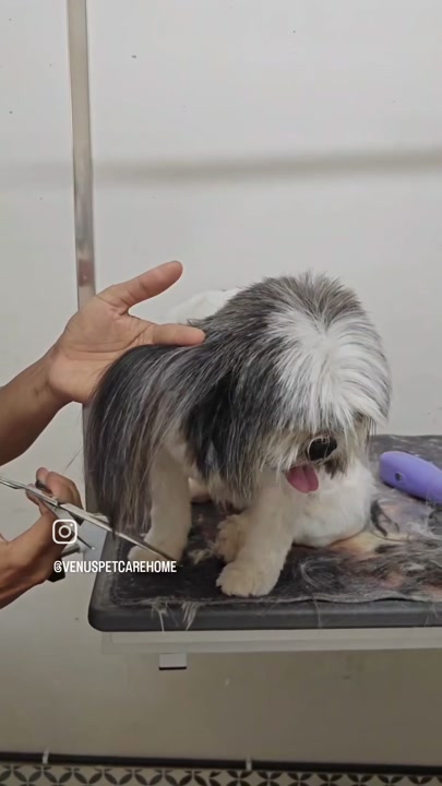 Shih tzu getting a haircut at the grooming salon