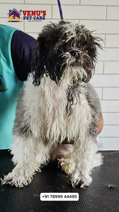 Dog being groomed at the professional salon