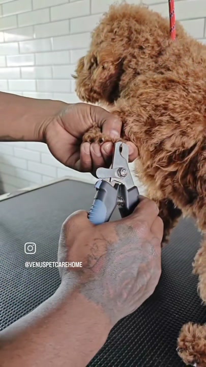Poodle getting its nails trimmed by a groomer