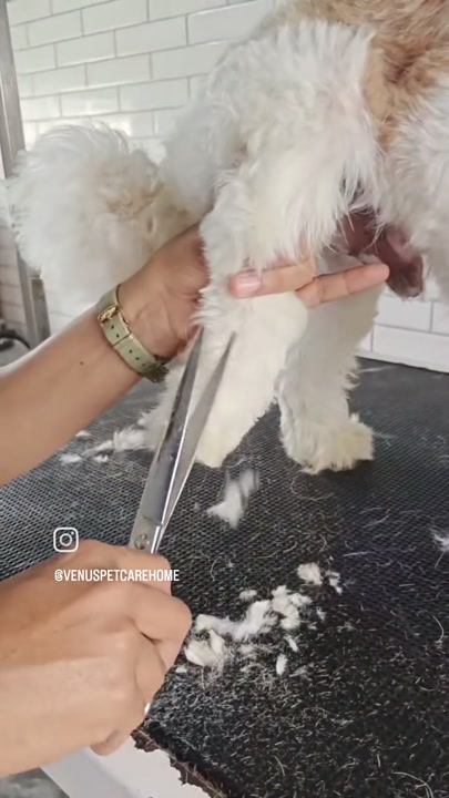 Dog being clipped with professional grooming tools