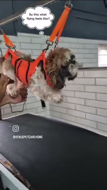 Dog secured comfortably on the grooming table