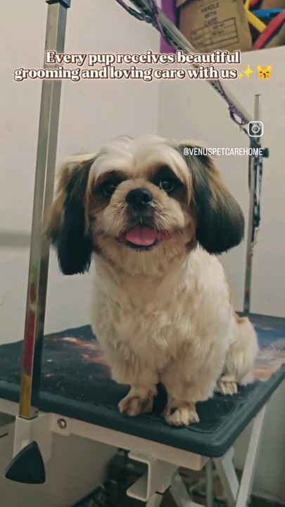 Shih tzu on the table during a grooming session