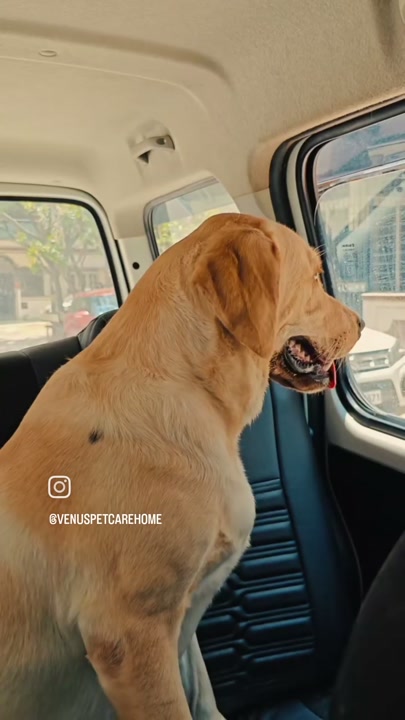 Golden retriever looking out of the pet taxi window