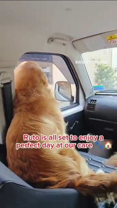 Golden retriever riding in the pet taxi
