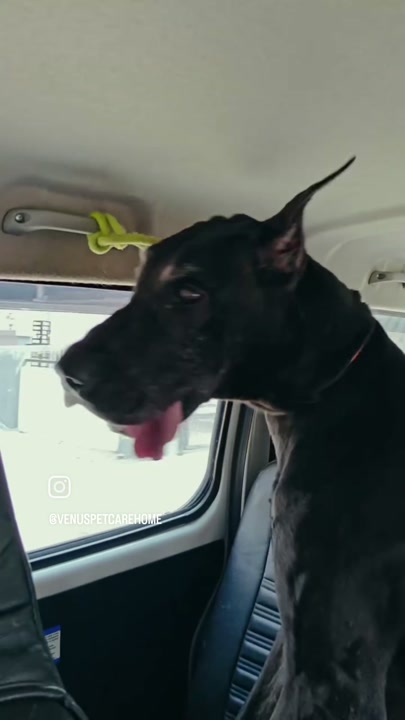 Great dane traveling comfortably in the pet taxi