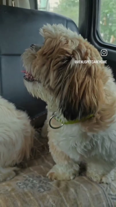 Shih tzu seated safely inside the vehicle