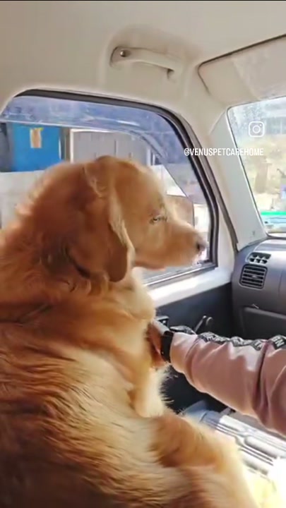 Golden retriever picked up from home for a day of care