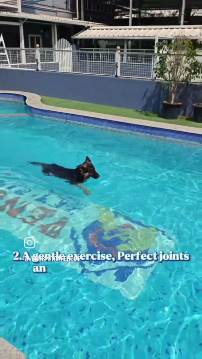Dog swimming as gentle low-impact exercise