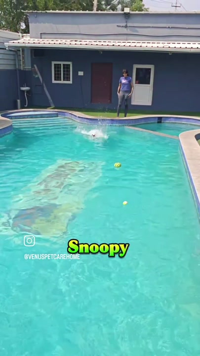 Dog swimming laps in the blue pool