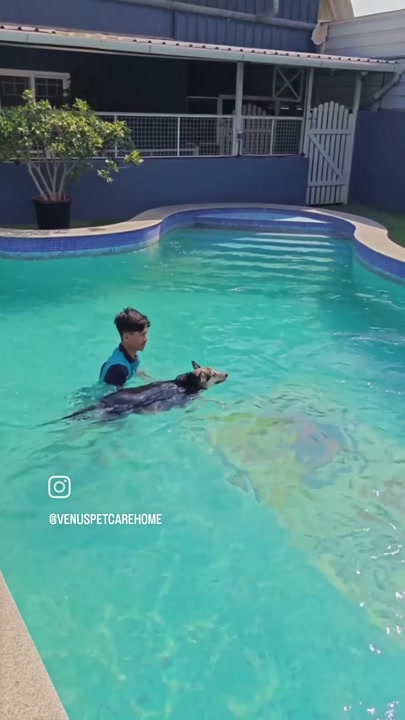 Dog swimming in the pool with trainer support