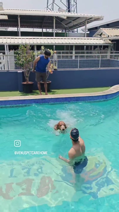 Trainer helping a dog swim in the pool